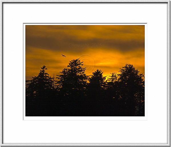 Image ID: 100-114-7 : Sunset Pelican 